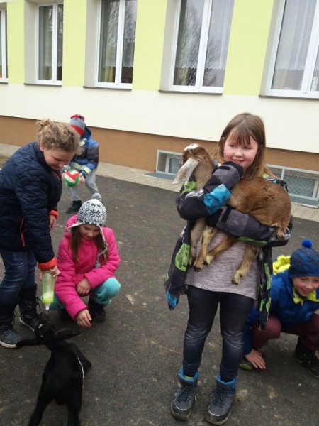 Kůzlata ve škole