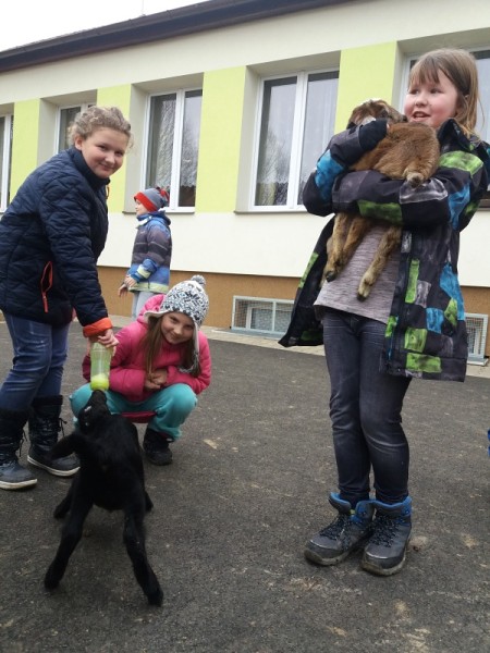 Kůzlata ve škole