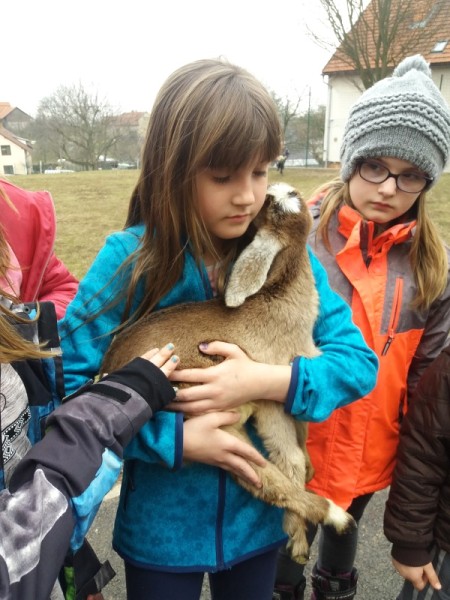 Kůzlata ve škole