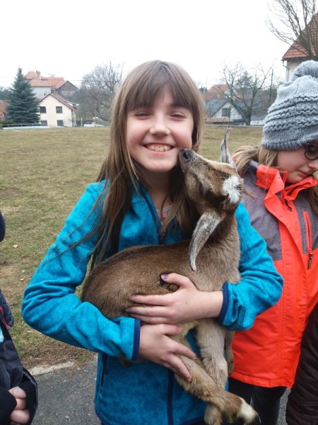 Kůzlata ve škole