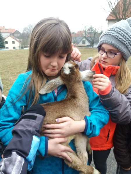 Kůzlata ve škole