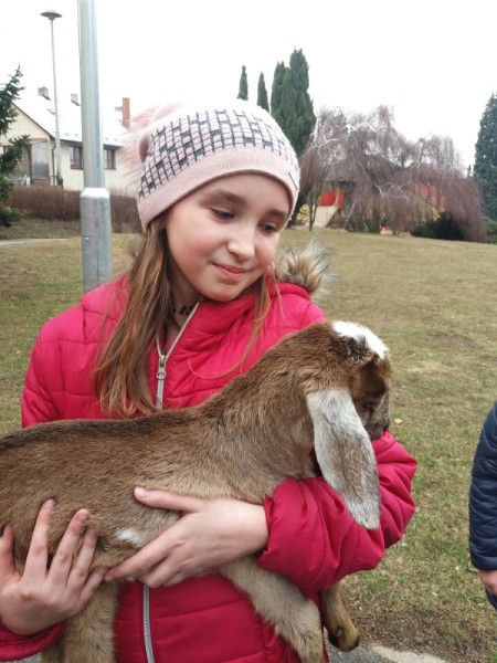 Kůzlata ve škole