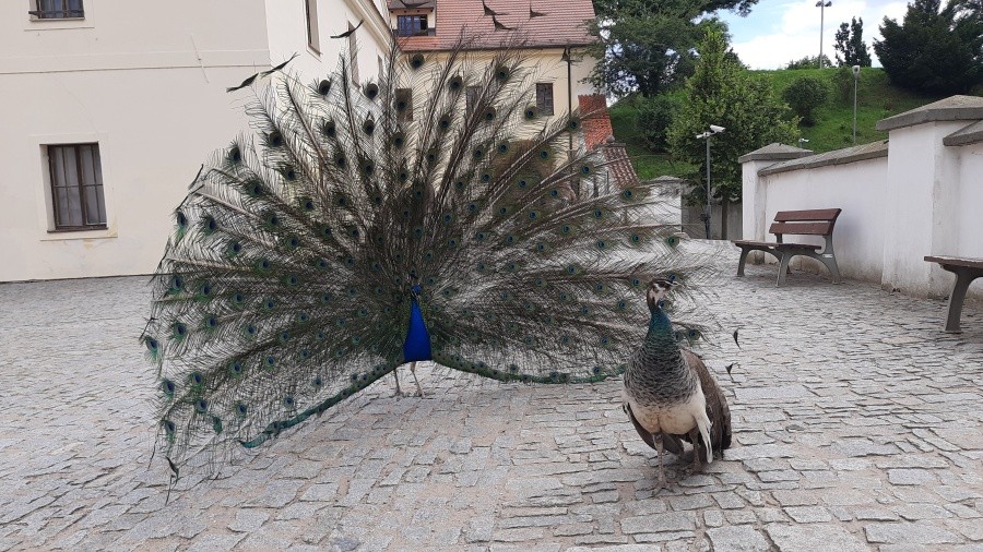 Celoškolní čtenářská soutěž Lovci mamutů